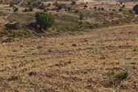 14382 SQM Land in Kelokedara (Paphos) for sale 