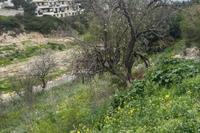 1273 SQM Plot · Peyia (Paphos) for sale 