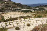 8027 SQM Land in Omodos (Limassol) for sale 