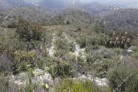18730 SQM Land in Asgata (Limassol) for sale 