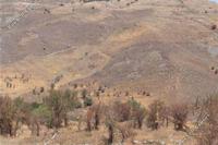 13378 SQM Land in Kilinia (Paphos) for sale 