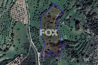 13044 SQM Land in Meladia (Paphos) for sale 
