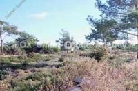 7100 SQM Land in Souni Zanakia (Limassol) for sale 