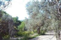 2314 SQM Land · Drynia (Paphos) for sale 
