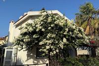 3 Bedroom Detached house · Pernera (Famagusta) to rent 