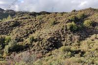 29098 SQM Land in Pelendri (Limassol) for sale 
