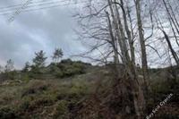 12630 SQM Land in Pelendri (Limassol) for sale 