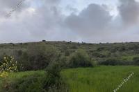 8016 SQM Land in Kritou Tera (Paphos) for sale 