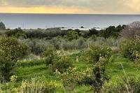 4229 SQM Land in Kissonerga (Paphos) for sale 