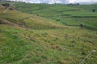 7693 SQM Land in Drynia (Paphos) for sale 
