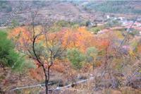 1896 SQM Land in Tsakistra (Nicosia) for sale 