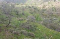 2007 SQM Land in Pentalia (Paphos) for sale 