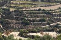 10034 SQM Land in Kallepeia (Paphos) for sale 