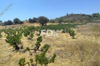1690 SQM Land in Agros (Limassol) for sale 