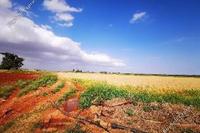 7845 SQM Land · Avgorou (Famagusta) for sale 