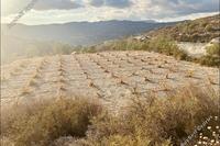 4343 SQM Land · Laneia (Limassol) for sale 