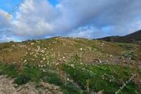 12077 SQM Land in Pano Arodes (Paphos) for sale 
