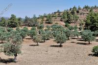 9031 SQM Land in Lythrodontas (Nicosia) for sale 