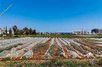 2800 SQM Land · Agia Triada (Famagusta) for sale 