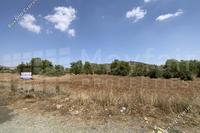 11180 SQM Land in Mosfiloti (Larnaca) for sale 
