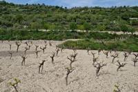 8863 SQM Land · Tsada (Paphos) for sale 