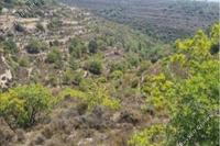 3262 SQM Land · Agios Therapon (Limassol) for sale 