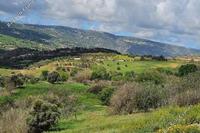 1338 SQM Land in Drynia (Paphos) for sale 