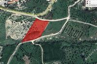 6391 SQM Plot in Episkopi Pafou (Paphos) for sale 