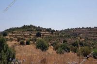 9031 SQM Land · Pachna (Limassol) for sale 