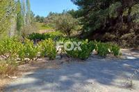 12041 SQM Land in Agridia (Limassol) for sale 