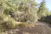 22743 SQM Land in Lysos (Paphos) for sale 