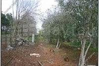 7358 SQM Land in Xylofagou (Larnaca) for sale 