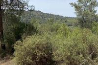 37125 SQM Land in Mousere (Paphos) for sale 