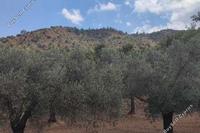 16900 SQM Land in Lythrodontas (Nicosia) for sale 