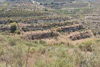6021 SQM Land · Pachna (Limassol) for sale 