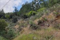 3679 SQM Land · Palaichori Morfou (Nicosia) for sale 