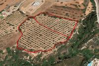 22409 SQM Land in Tala (Paphos) for sale 