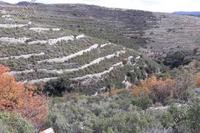 2342 SQM Land · Koilani (Limassol) for sale 