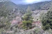 1887 SQM Land in Kato Amiantos (Limassol) for sale 