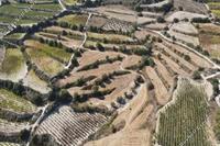 9365 SQM Land in Letymvou (Paphos) for sale 