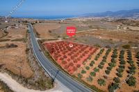 4174 SQM Land in Pano Arodes (Paphos) for sale 