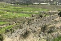 10703 SQM Land · Kochi (Larnaca) for sale 