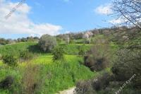 14884 SQM Land in Mamonia (Paphos) for sale 