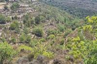 4015 SQM Land in Agios Therapon (Limassol) for sale 
