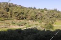 8148 SQM Land in Panagia (Paphos) for sale 