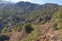 24750 SQM Land · Agios Mamas (Limassol) for sale 