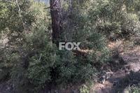 440 SQM Land in Pera Pedi (Limassol) for sale 