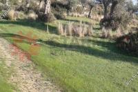 18785 SQM Land in Pissouri (Limassol) for sale 