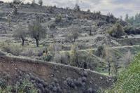8102 SQM Land in Agia Marina Xyliatou (Nicosia) for sale 