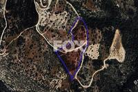 23078 SQM Land in Koili (Paphos) for sale 